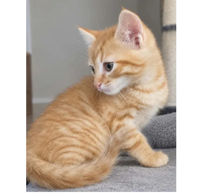 Don animaux Aude Carcassonne - Photos Vivastreet Bambi chaton roux 2 mois cherche famille serieuse