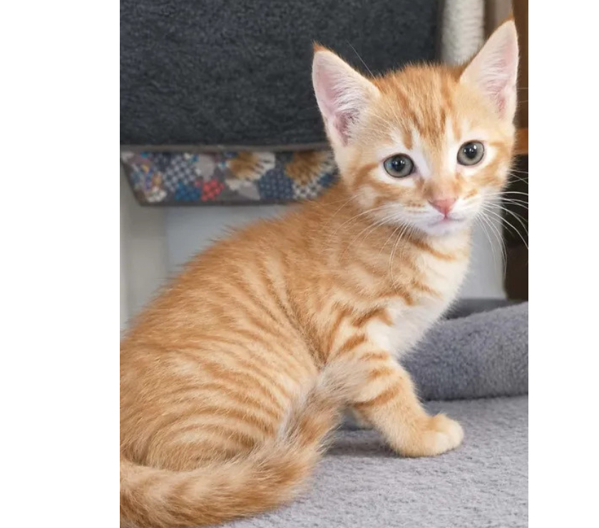 Villalbe - Carcassonne — Bambi chaton roux 2 mois cherche famille serieuse