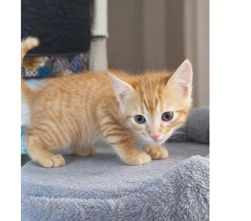 Don animaux Aude Carcassonne - Photos Vivastreet Bambi chaton roux 2 mois cherche famille serieuse