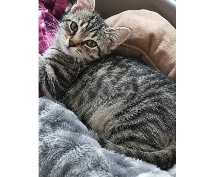 Don animaux Aude Carcassonne - Photos Vivastreet Scoubidou chaton tigré 2 mois cherche adoptants