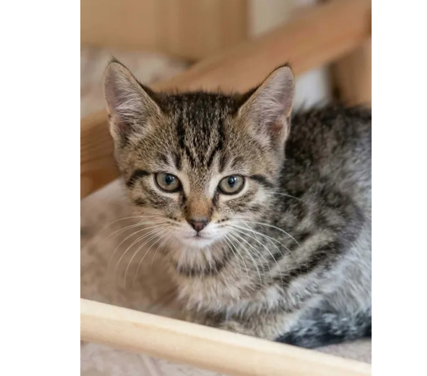 Villalbe - Carcassonne — Scoubidou chaton tigré 2 mois cherche adoptants