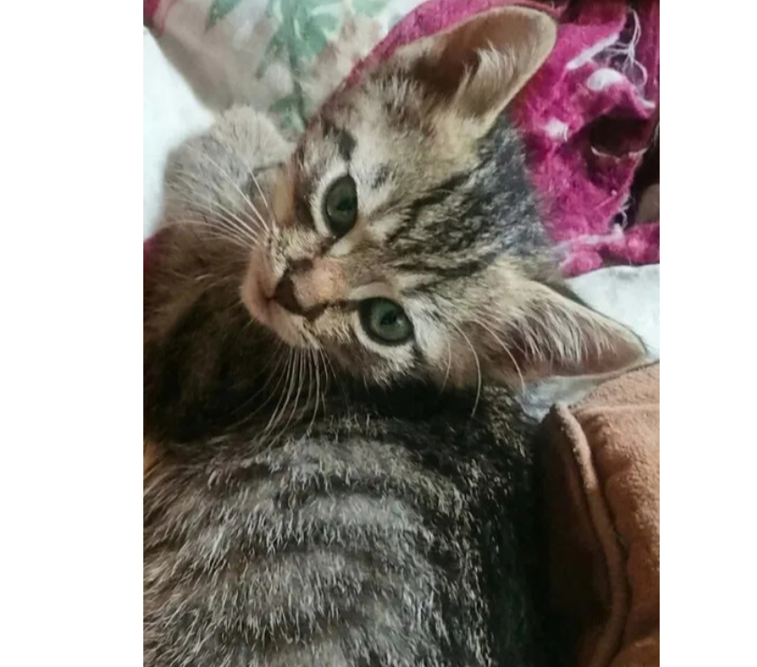 Don animaux Aude Carcassonne - Photos Vivastreet Scoubidou chaton tigré 2 mois cherche adoptants