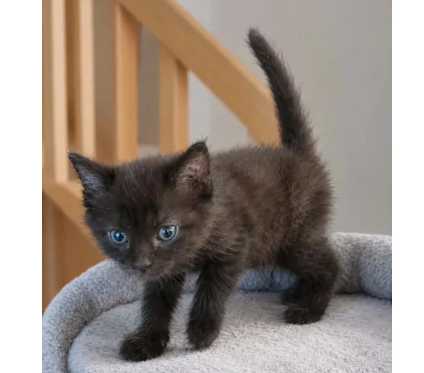 Don animaux Aude Carcassonne - Photos Vivastreet Choupette chaton femelle 2 mois cherche adoptants