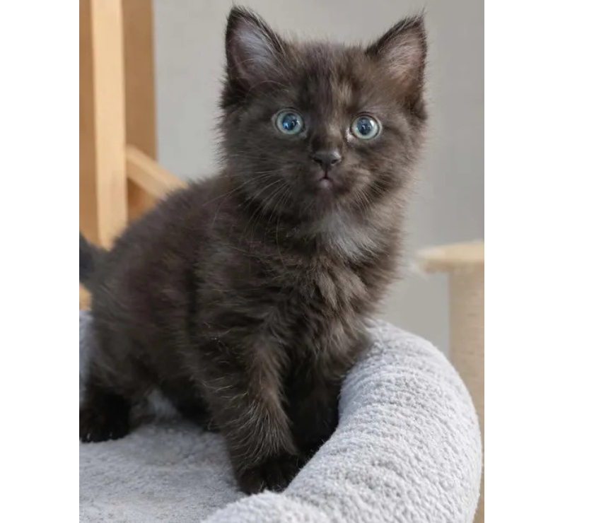 Villalbe - Carcassonne — Choupette chaton femelle 2 mois cherche adoptants