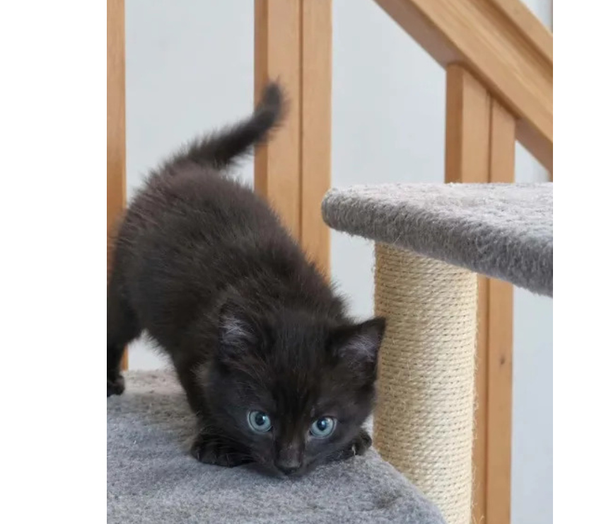 Don animaux Aude Carcassonne - Photos Vivastreet Choupette chaton femelle 2 mois cherche adoptants