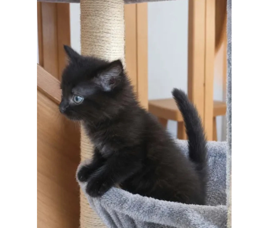 Don animaux Aude Carcassonne - Photos Vivastreet Choupette chaton femelle 2 mois cherche adoptants