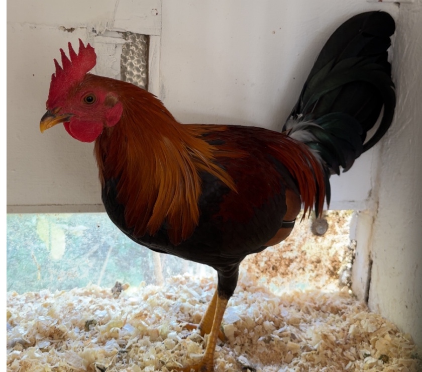Royan - Charente-Maritime — Coq espagnol pur race