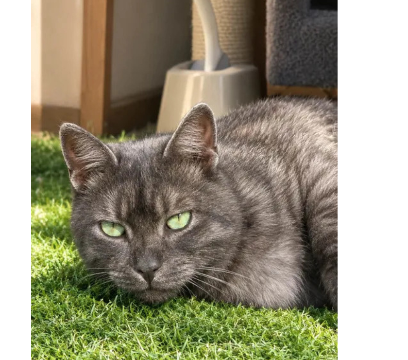 Don animaux Aude Carcassonne - Photos Vivastreet Smoky gentil chat de 2 ans cherche famille sérieuse