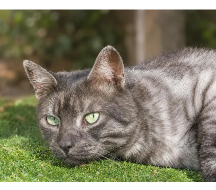 Villalbe - Carcassonne — Smoky gentil chat de 2 ans cherche famille sérieuse