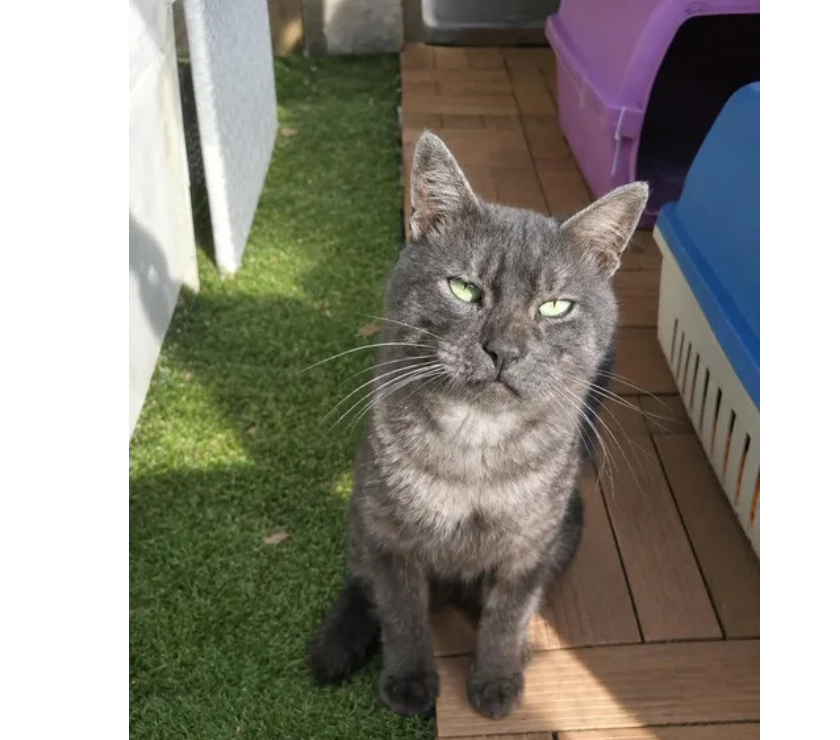 Don animaux Aude Carcassonne - Photos Vivastreet Smoky gentil chat de 2 ans cherche famille sérieuse