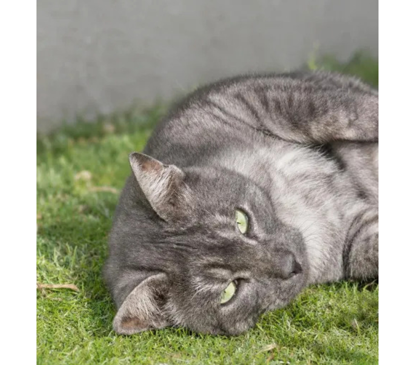 Don animaux Aude Carcassonne - Photos Vivastreet Smoky gentil chat de 2 ans cherche famille sérieuse