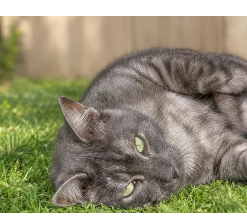 Don animaux Aude Carcassonne - Photos Vivastreet Smoky gentil chat de 2 ans cherche famille sérieuse