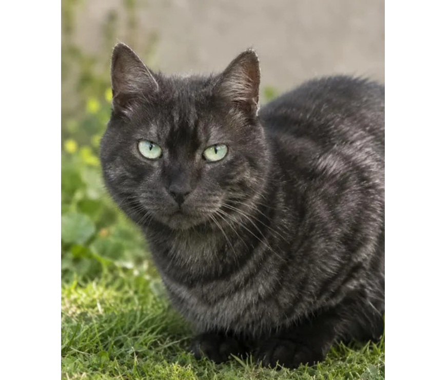 Don animaux Aude Carcassonne - Photos Vivastreet Smoky gentil chat de 2 ans cherche famille sérieuse
