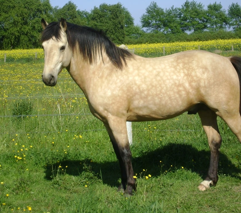 Services, accessoires animaux Calvados Grainville sur Odon - 14210 - Photos Vivastreet ETALON disponible pour saillir