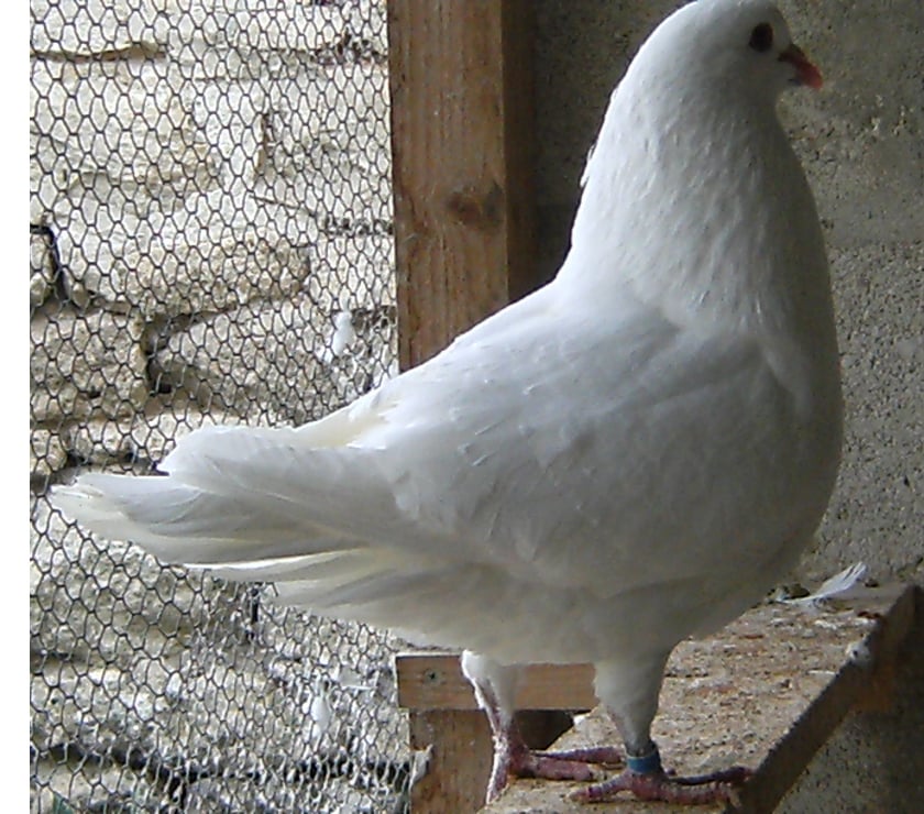 Bagneaux sur Loing - Seine-et-Marne — Pigeons de chair