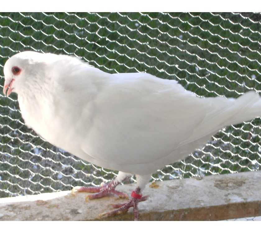 Vente Seine-et-Marne Bagneaux sur Loing - 77167 - Photos Vivastreet Pigeons de chair