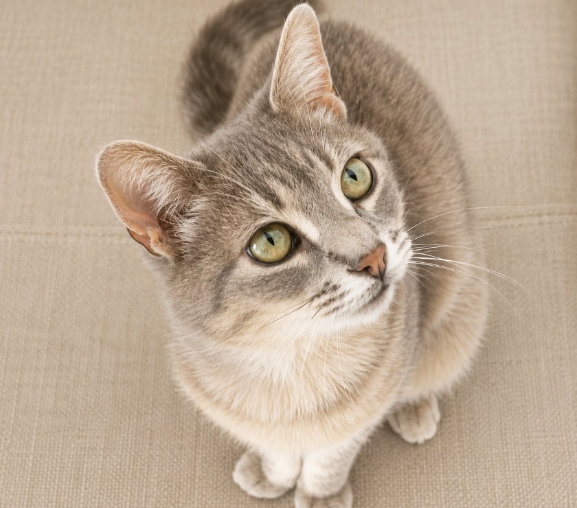 Photos Vivastreet YSIS, 5 ans, cherche sa famille pour la vie !