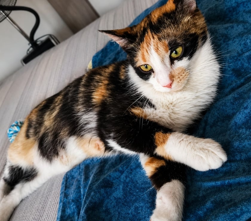 Valence - Drôme — CALICOTTE cherche sa famille pour la vie !