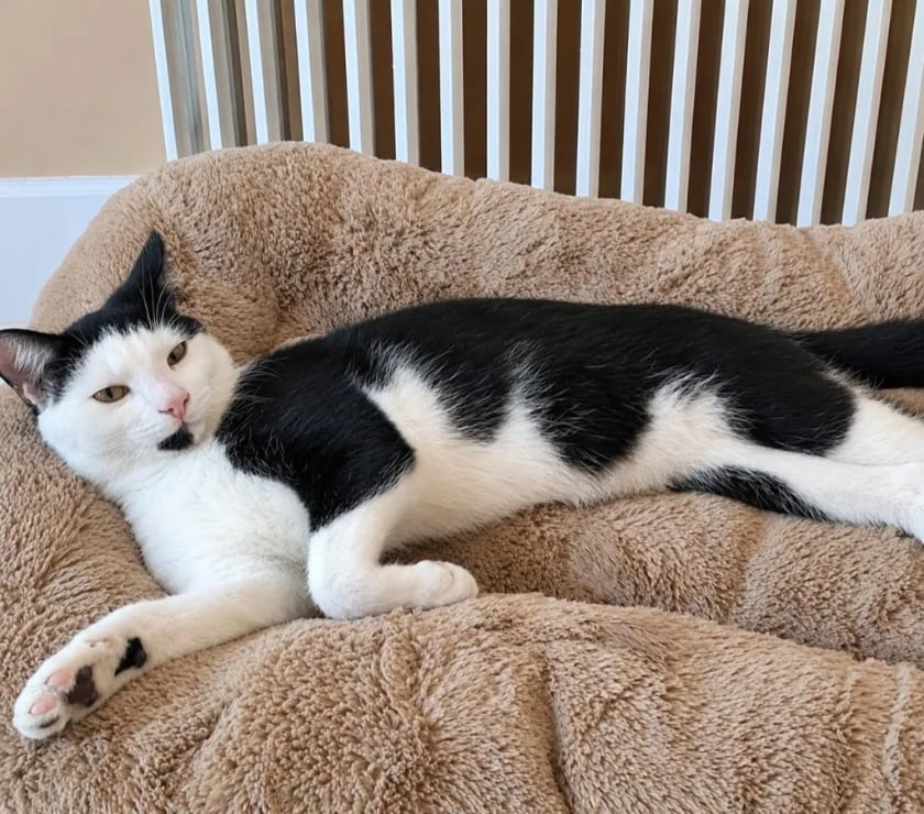 Pizancon - Chatuzange le Goubet — CUBA cherche sa famille pour la vie !
