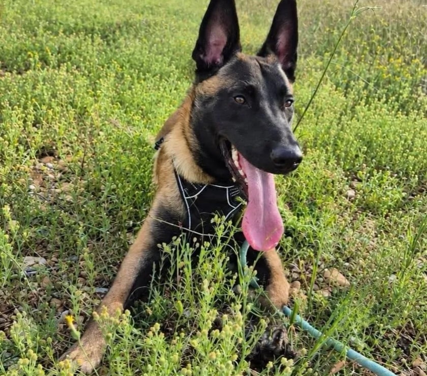 Vente Drôme Romans sur Isere - 26100 - Photos Vivastreet AIKO, malinois 1 an, cherche sa famille !