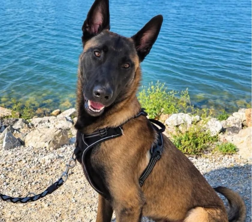 Vente Drôme Romans sur Isere - 26100 - Photos Vivastreet AIKO, malinois 1 an, cherche sa famille !