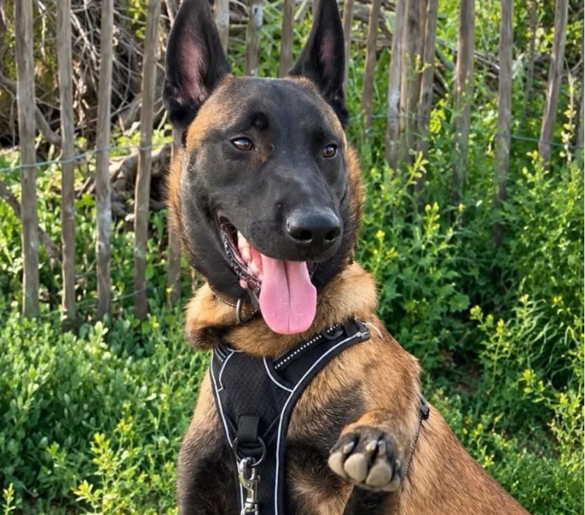Romans sur Isere - Drôme — AIKO, malinois 1 an, cherche sa famille !