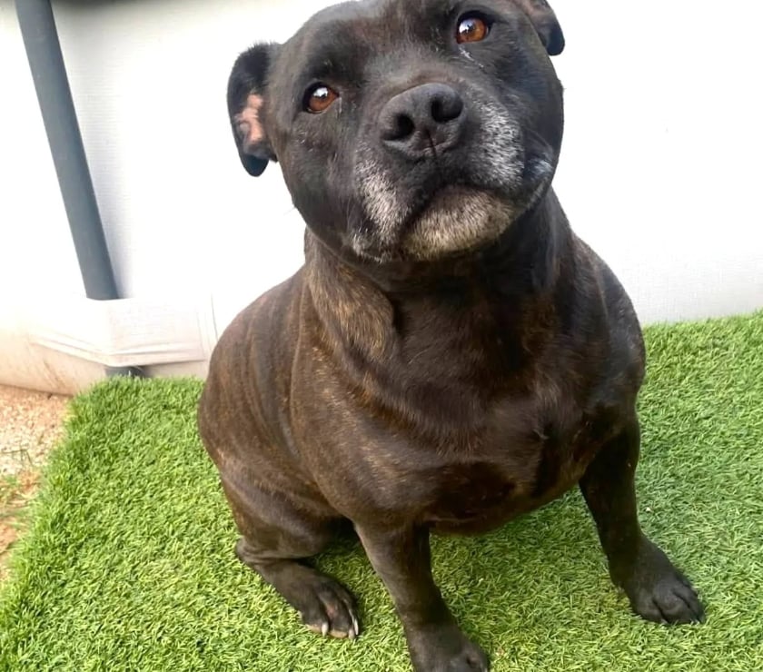 Romans sur Isere - Drôme — SAM, Staffordshire Bull Terrier, cherche sa famille !