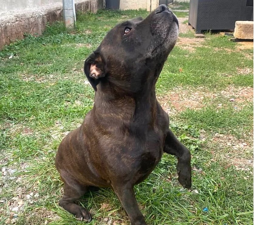 Vente Drôme Romans sur Isere - 26100 - Photos Vivastreet SAM, Staffordshire Bull Terrier, cherche sa famille !