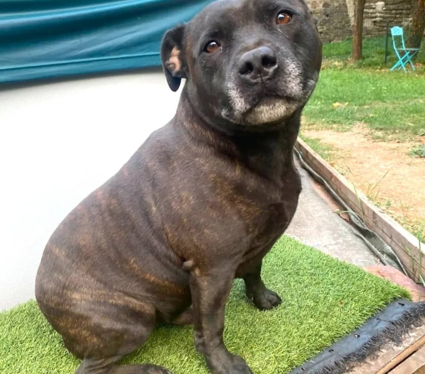 Vente Drôme Romans sur Isere - 26100 - Photos Vivastreet SAM, Staffordshire Bull Terrier, cherche sa famille !