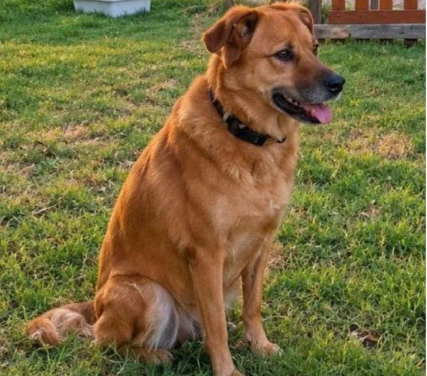 Vente Drôme Romans sur Isere - 26100 - Photos Vivastreet BELLA, 7 ans cherche sa famille pour la vie !