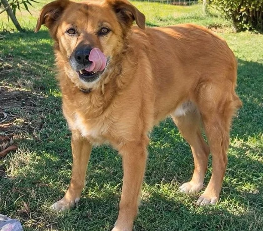 Romans sur Isere - Drôme — BELLA, 7 ans cherche sa famille pour la vie !