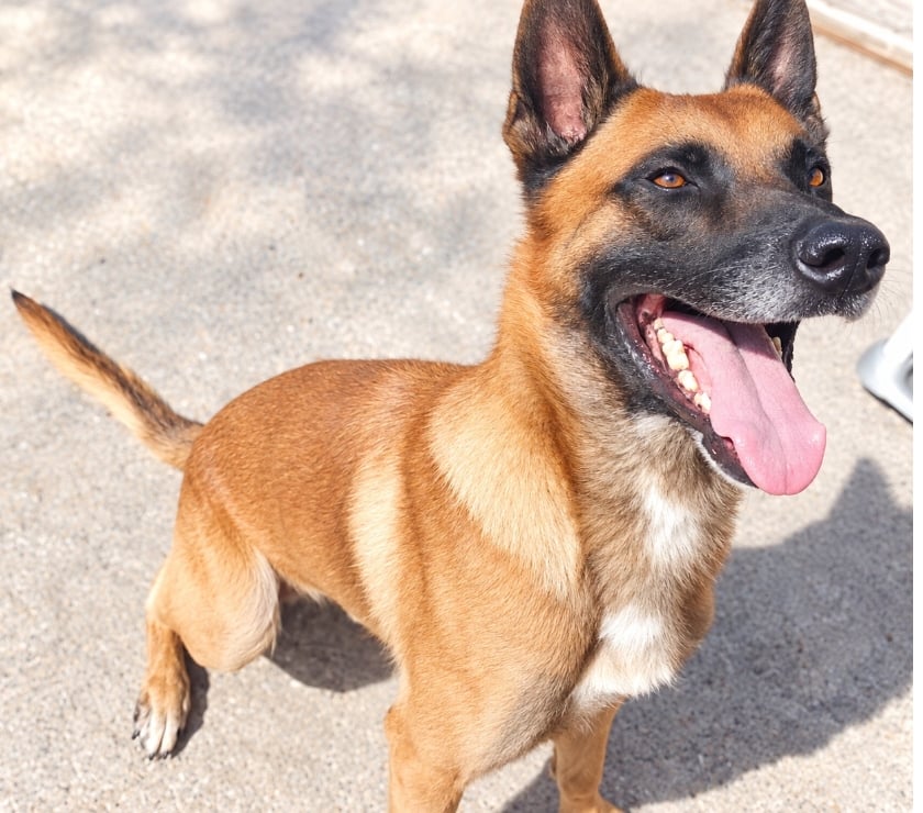 Vente Drôme Romans sur Isere - 26100 - Photos Vivastreet THOR, 4 ans, cherche sa famille !