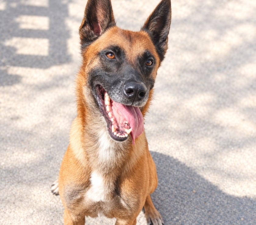Photos Vivastreet THOR, 4 ans, cherche sa famille !