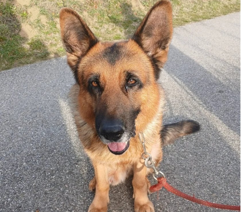 Photos Vivastreet NASH, berger allemand, cherche sa famille !