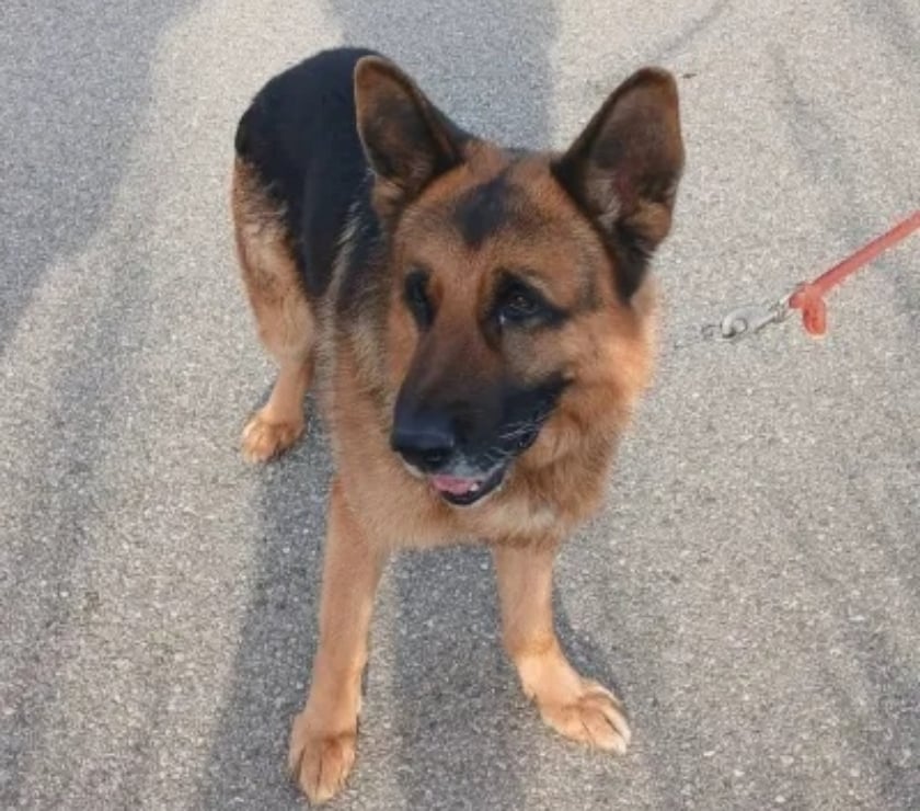 Vente Drôme Romans sur Isere - 26100 - Photos Vivastreet NASH, berger allemand, cherche sa famille !