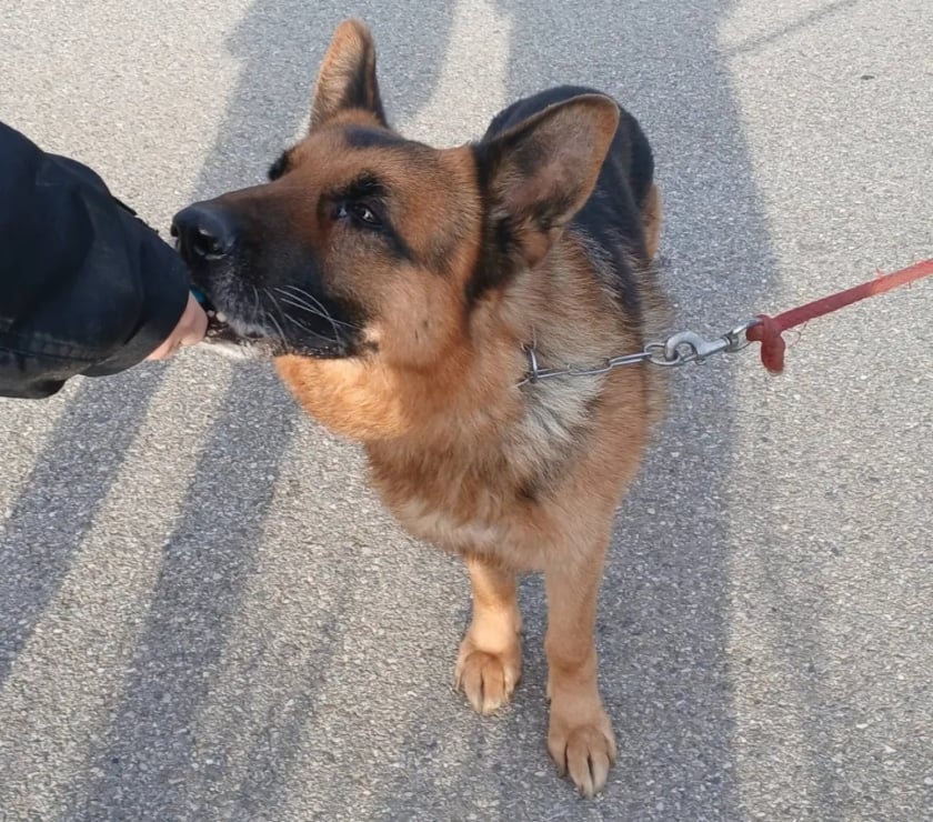 Vente Drôme Romans sur Isere - 26100 - Photos Vivastreet NASH, berger allemand, cherche sa famille !