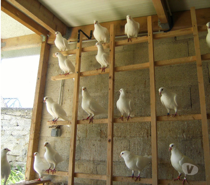 Vente Seine-et-Marne Bagneaux sur Loing - 77167 - Photos Vivastreet Pigeons reproducteurs hubbell blanc