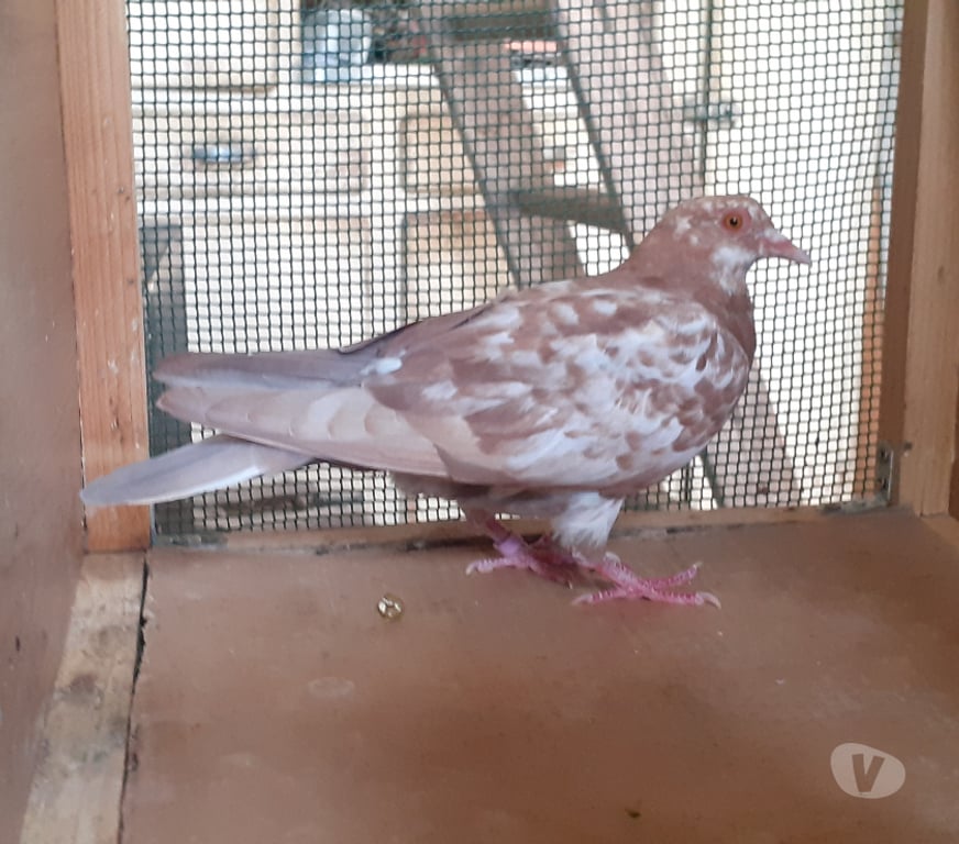 Vente Gironde Begles - 33130 - Photos Vivastreet JEUNES PIGEONS DE L'ANNÉE PRÊTS A REPRODUIRE
