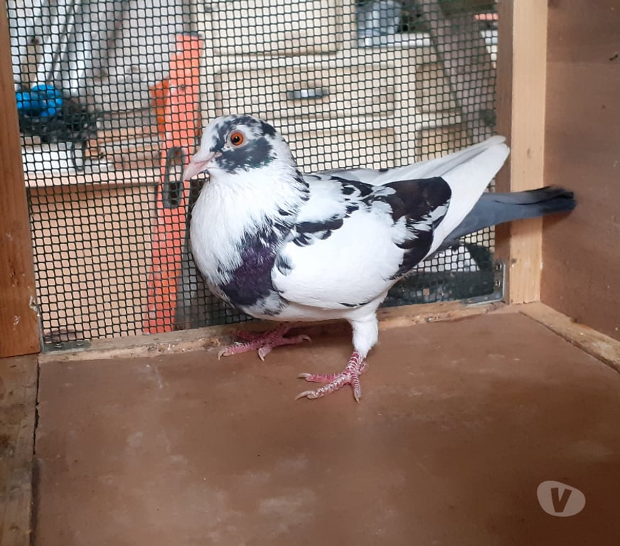 Vente Gironde Begles - 33130 - Photos Vivastreet JEUNES PIGEONS DE L'ANNÉE PRÊTS A REPRODUIRE
