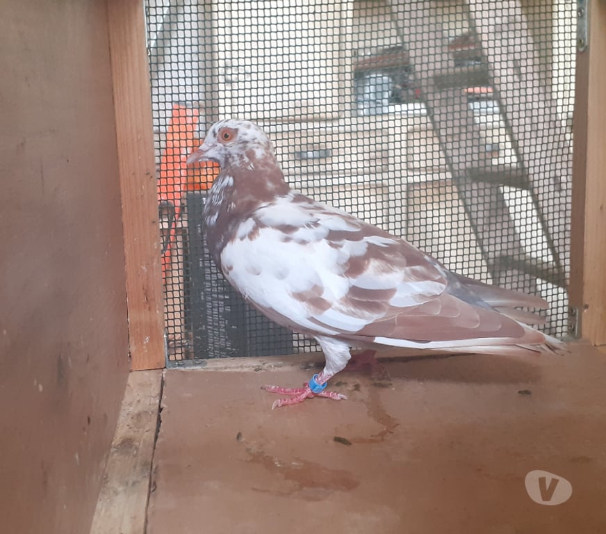 Vente Gironde Begles - 33130 - Photos Vivastreet JEUNES PIGEONS DE L'ANNÉE PRÊTS A REPRODUIRE