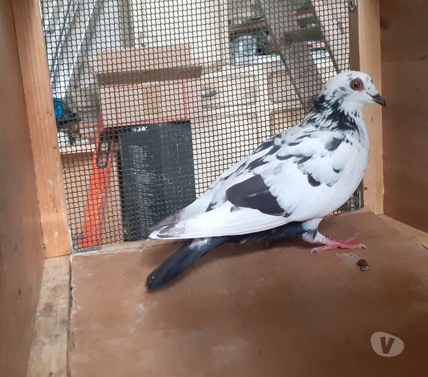 Vente Gironde Begles - 33130 - Photos Vivastreet JEUNES PIGEONS DE L'ANNÉE PRÊTS A REPRODUIRE