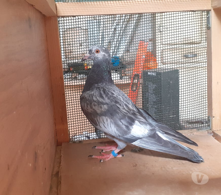 Vente Gironde Begles - 33130 - Photos Vivastreet JEUNES PIGEONS DE L'ANNÉE PRÊTS A REPRODUIRE