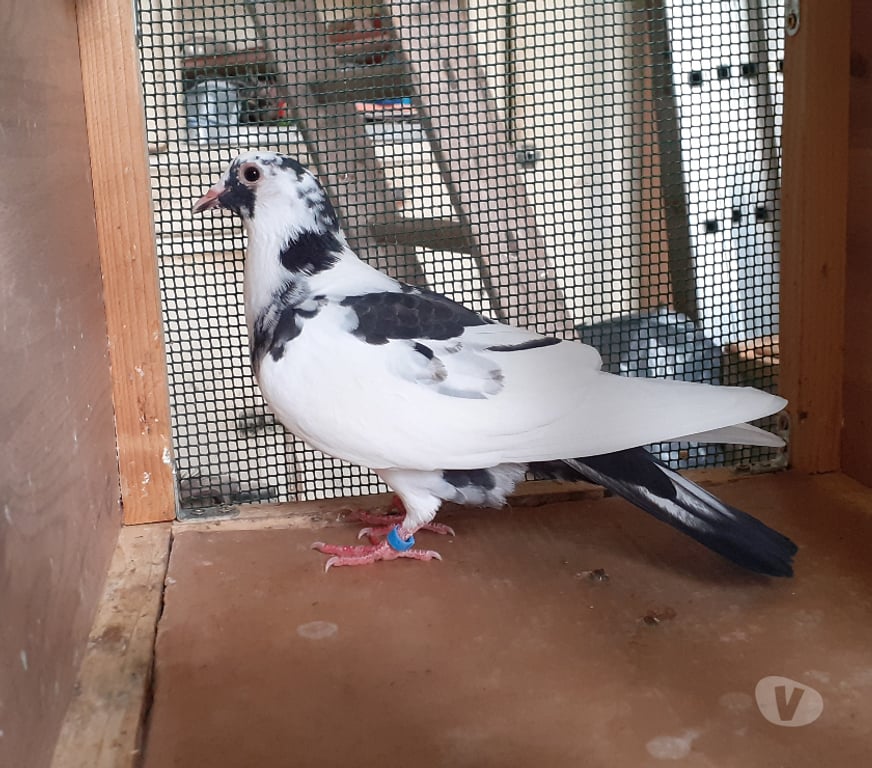 Vente Gironde Begles - 33130 - Photos Vivastreet JEUNES PIGEONS DE L'ANNÉE PRÊTS A REPRODUIRE