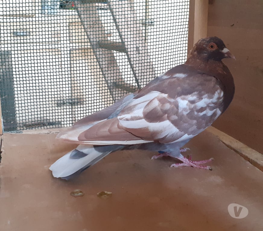 Vente Gironde Begles - 33130 - Photos Vivastreet JEUNES PIGEONS DE L'ANNÉE PRÊTS A REPRODUIRE