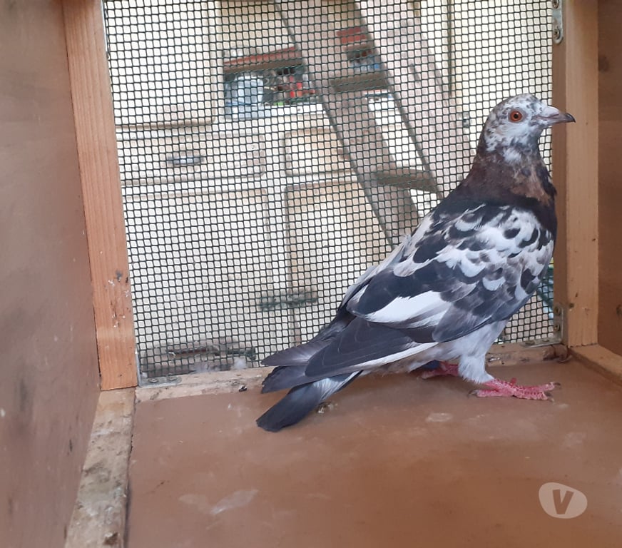 Vente Gironde Begles - 33130 - Photos Vivastreet JEUNES PIGEONS DE L'ANNÉE PRÊTS A REPRODUIRE