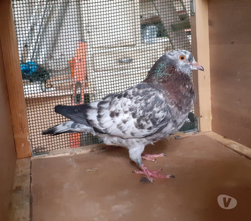 Vente Gironde Begles - 33130 - Photos Vivastreet JEUNES PIGEONS DE L'ANNÉE PRÊTS A REPRODUIRE