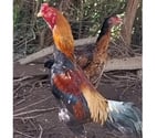 Messac - Ille-et-Vilaine — Vend coq taillandais, dit shamo