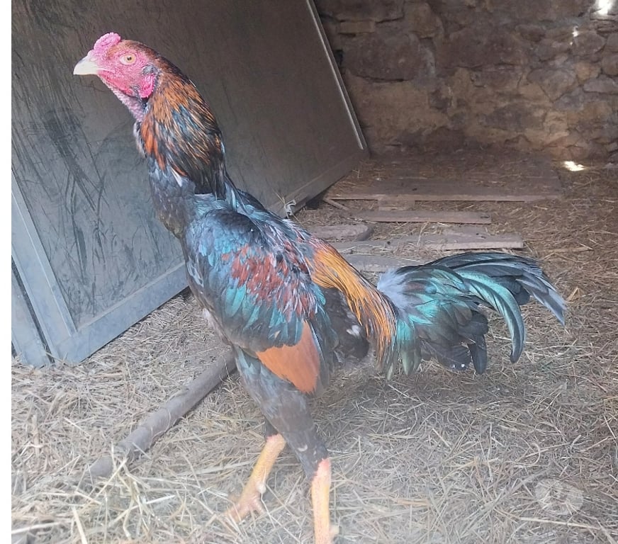 Vente Ille-et-Vilaine Messac - 35480 - Photos Vivastreet Vend coq taillandais, dit shamo