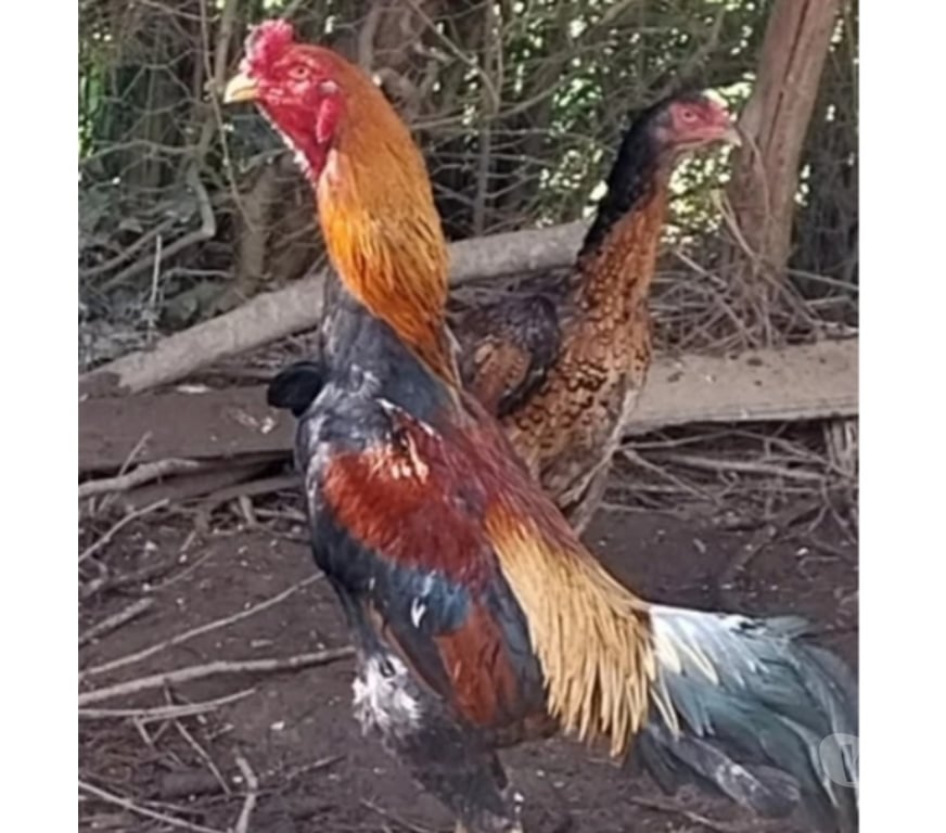 Vente Ille-et-Vilaine Messac - 35480 - Photos Vivastreet Vend coq taillandais, dit shamo