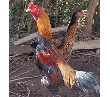 Vente animaux Messac Ille-et-Vilaine - Photos Vivastreet Vend coq taillandais, dit shamo